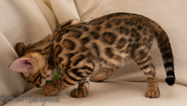 Bengal